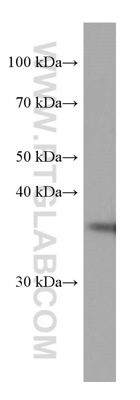 Western Blot (WB) analysis of various lysates using ELAVL2 Monoclonal antibody (67097-1-Ig)