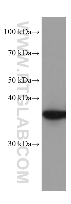 Western Blot (WB) analysis of PC-12 cells using ELAVL2 Monoclonal antibody (67097-1-Ig)
