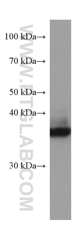 Western Blot (WB) analysis of Neuro-2a cells using ELAVL2 Monoclonal antibody (67097-1-Ig)