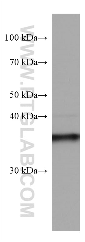 Western Blot (WB) analysis of pig brain tissue using ELAVL2 Monoclonal antibody (67097-1-Ig)