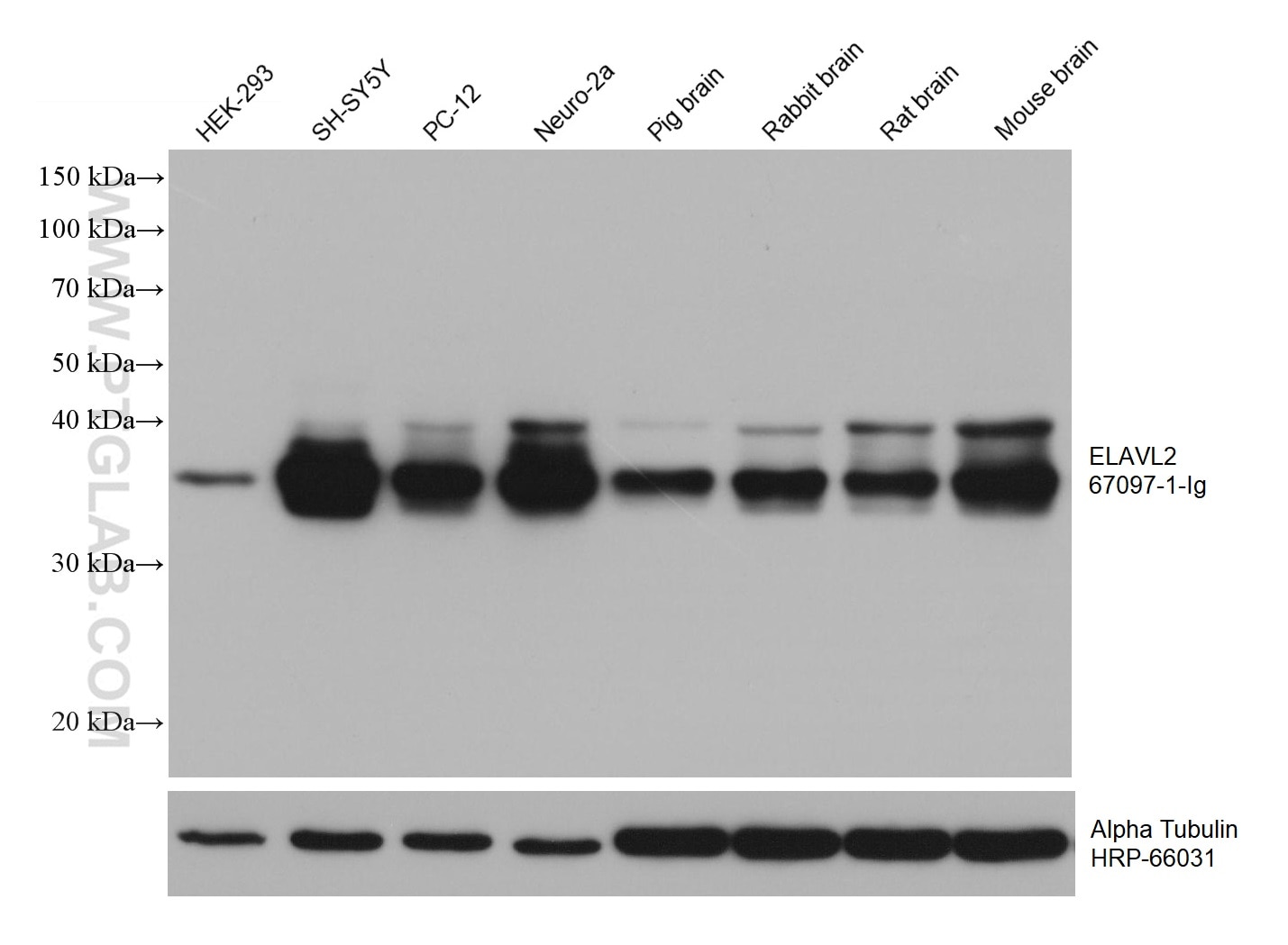 Western Blot (WB) analysis of various lysates using ELAVL2 Monoclonal antibody (67097-1-Ig)