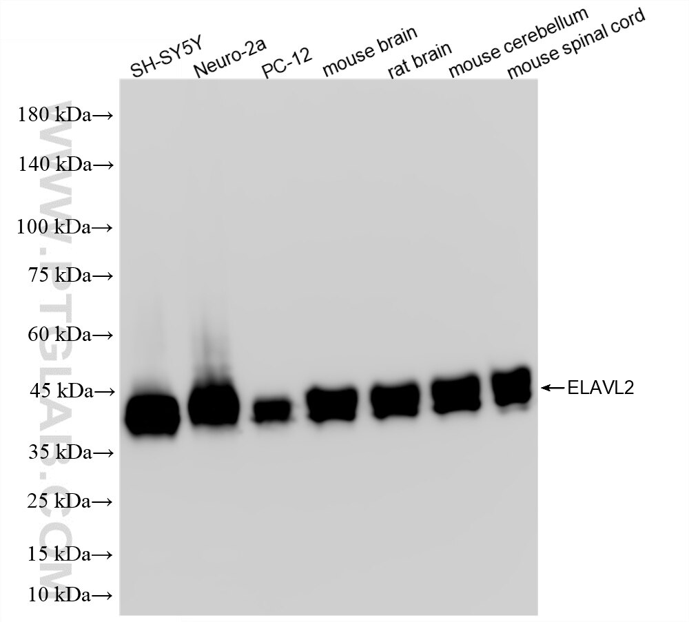 Western Blot (WB) analysis of various lysates using ELAVL2 Recombinant monoclonal antibody (86623-3-RR)
