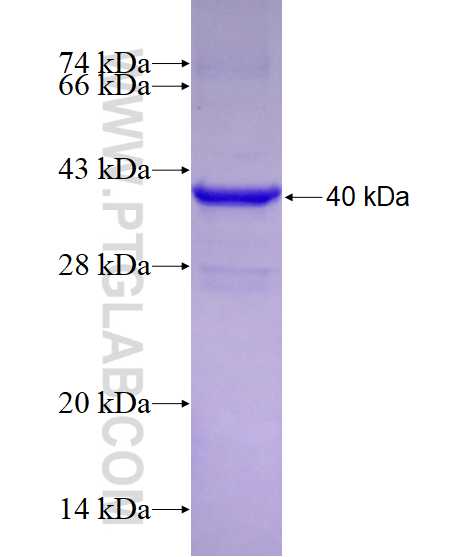 ELAVL2 fusion protein Ag28310 SDS-PAGE
