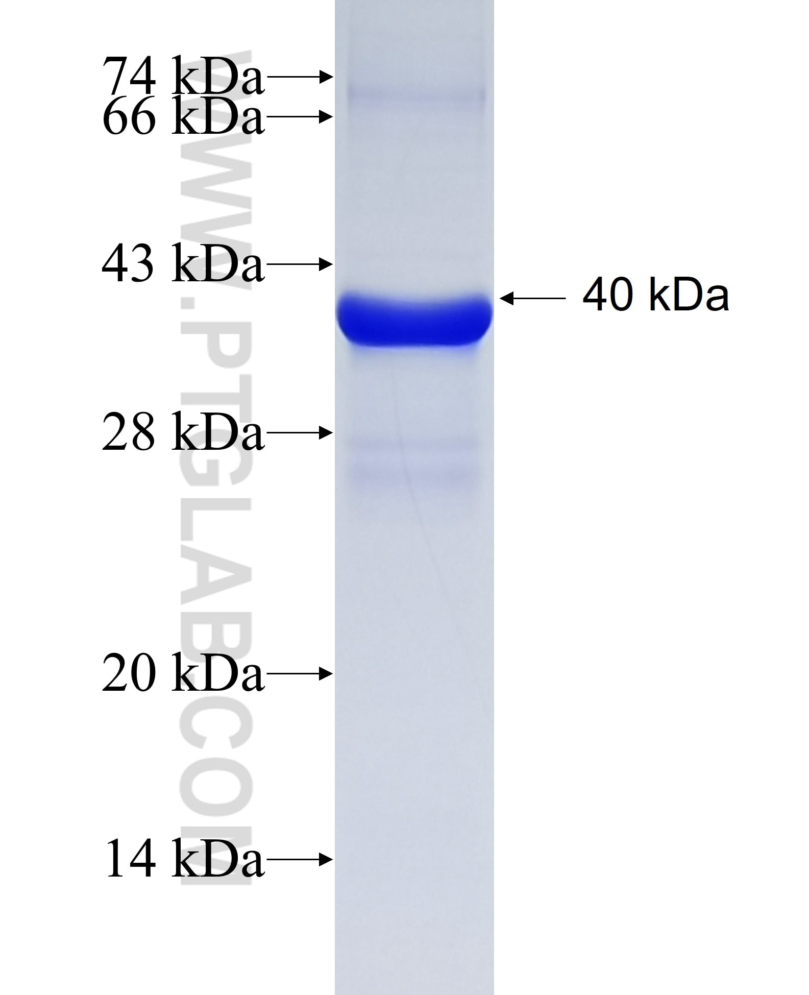 ELAVL2 fusion protein Ag28310 SDS-PAGE