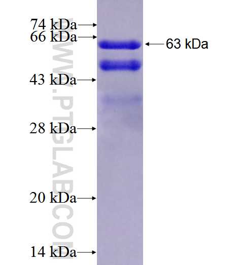 ELAVL2 fusion protein Ag5105 SDS-PAGE