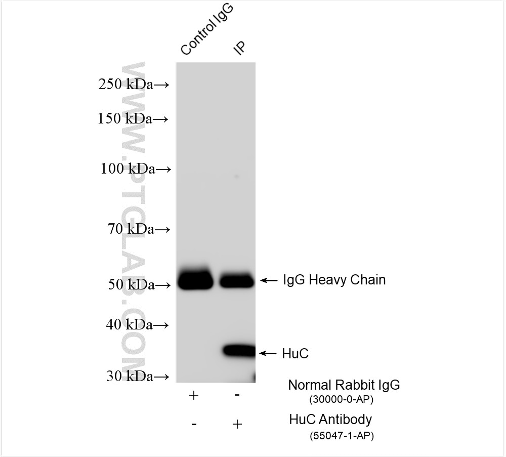 Immunoprecipitation (IP) experiment of Neuro-2a cells using HuC Polyclonal antibody (55047-1-AP)