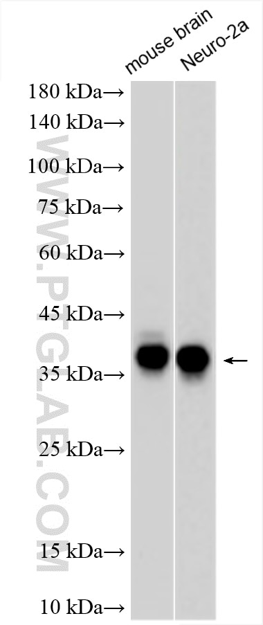 Western Blot (WB) analysis of various lysates using HuC Polyclonal antibody (55047-1-AP)