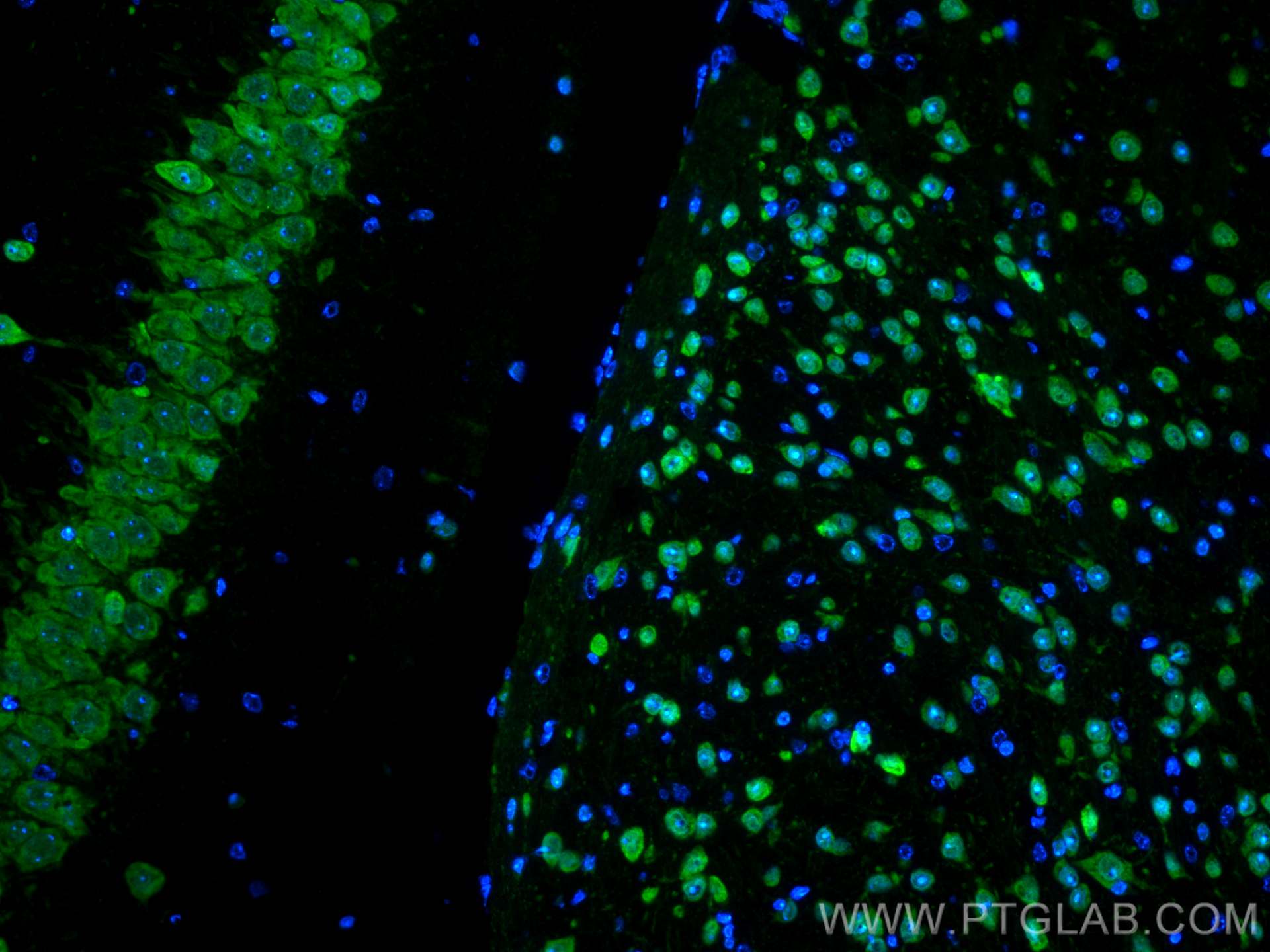 Immunofluorescence (IF) / fluorescent staining of mouse brain tissue using HuA/B/C/D Polyclonal antibody (13032-1-AP)