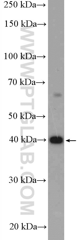 Western Blot (WB) analysis of PC-13 cells using HuA/B/C/D Polyclonal antibody (13032-1-AP)