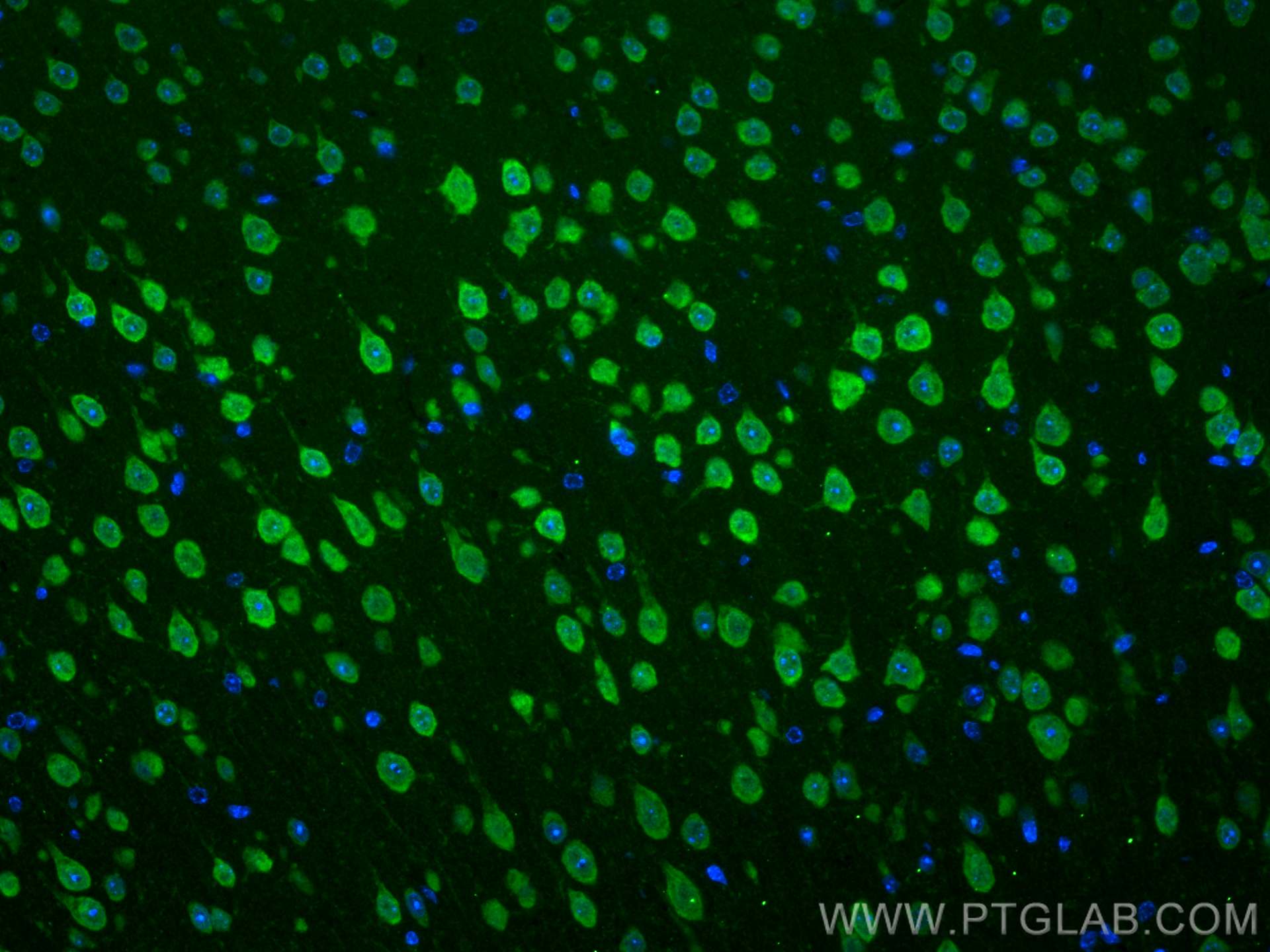 Immunofluorescence (IF) / fluorescent staining of mouse brain tissue using HuD-specific Polyclonal antibody (24992-1-AP)