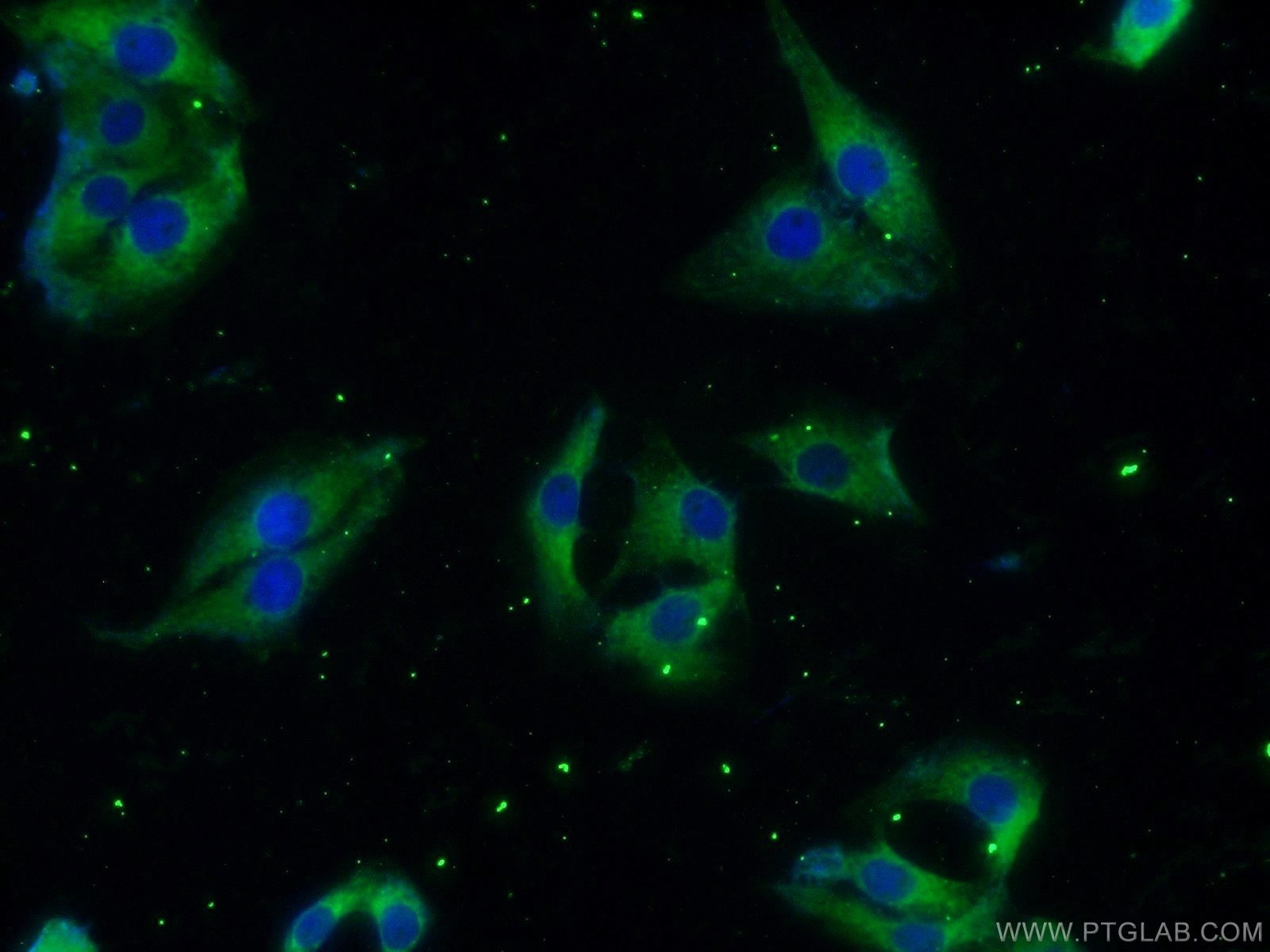 Immunofluorescence (IF) / fluorescent staining of SH-SY5Y cells using HuD-specific Polyclonal antibody (24992-1-AP)