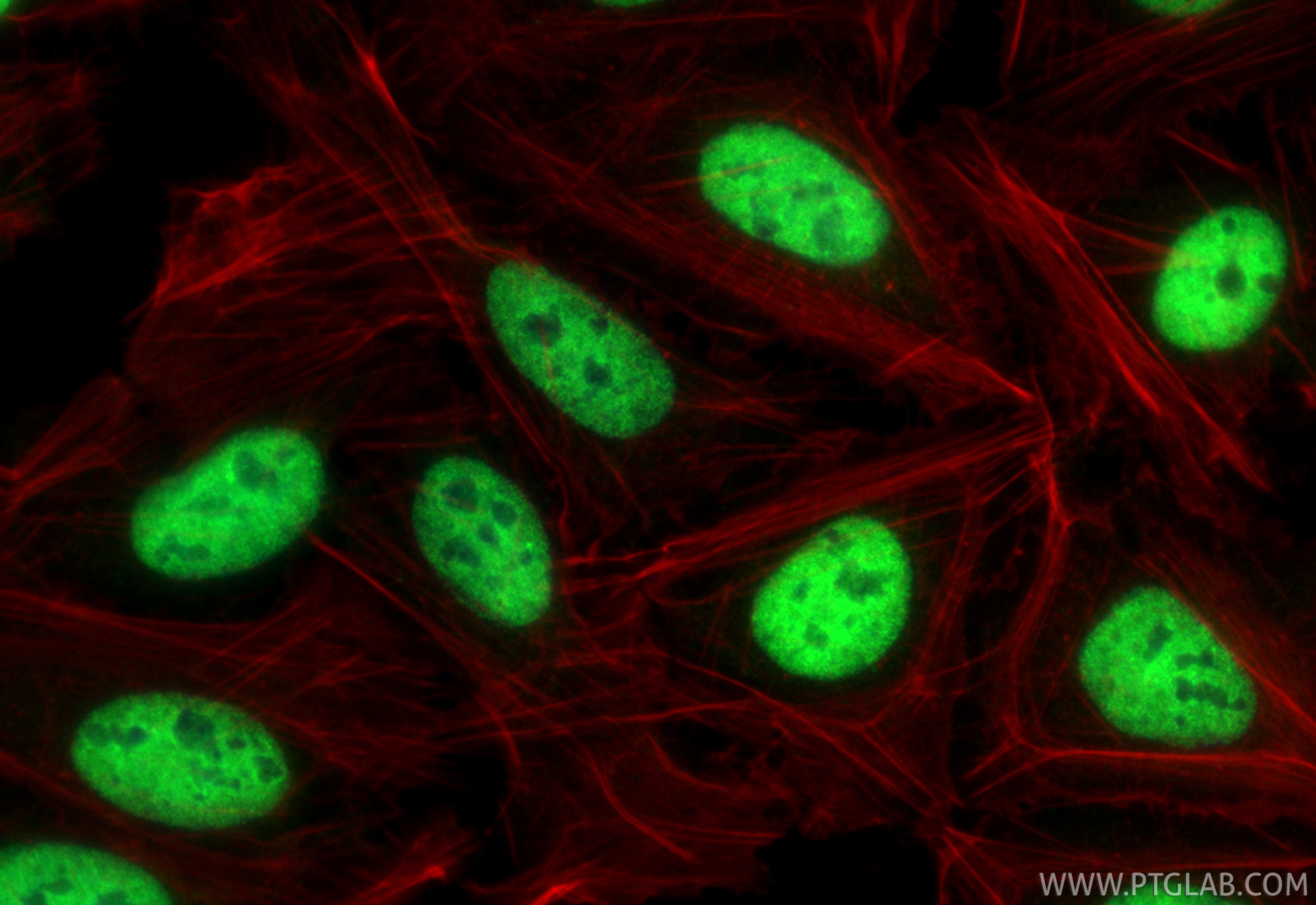 Immunofluorescence (IF) / fluorescent staining of U2OS cells using ELAVL4 Monoclonal antibody (67835-1-Ig)