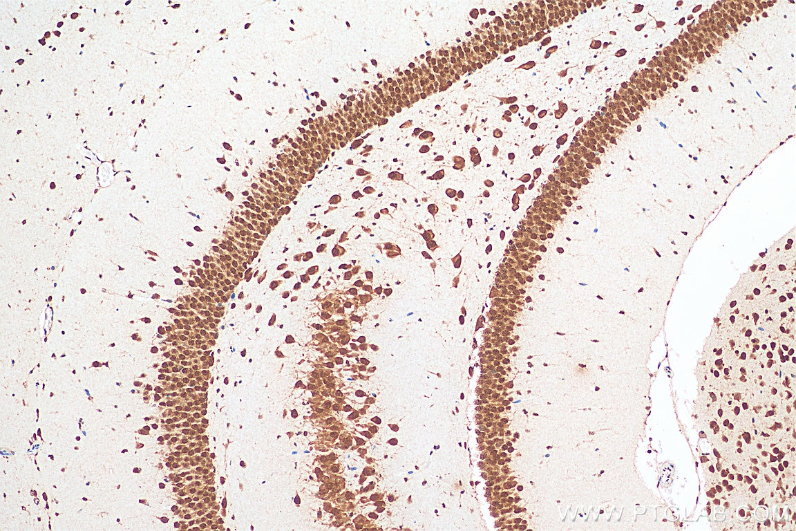 Immunohistochemistry (IHC) staining of mouse brain tissue using ELAVL4 Monoclonal antibody (67835-1-Ig)