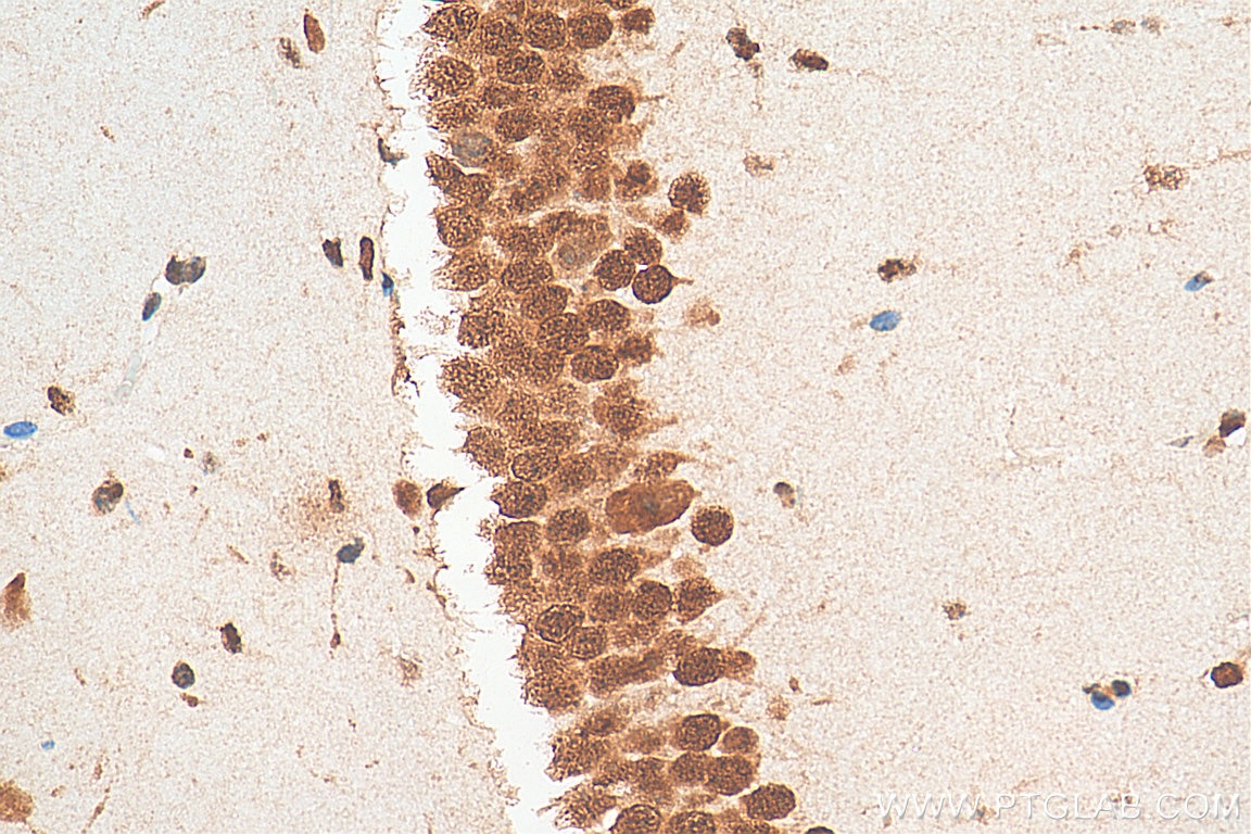 Immunohistochemistry (IHC) staining of mouse brain tissue using ELAVL4 Monoclonal antibody (67835-1-Ig)