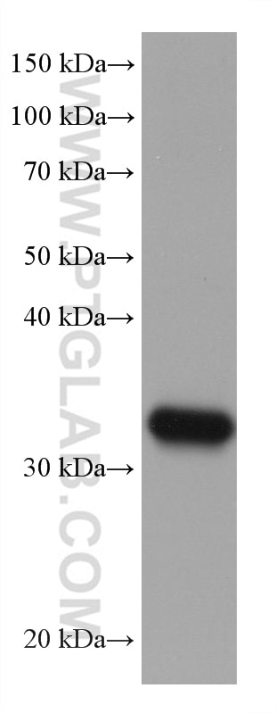 Western Blot (WB) analysis of U2OS cells using ELAVL4 Monoclonal antibody (67835-1-Ig)