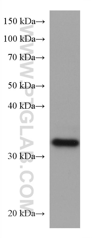 Western Blot (WB) analysis of SH-SY5Y cells using ELAVL4 Monoclonal antibody (67835-1-Ig)