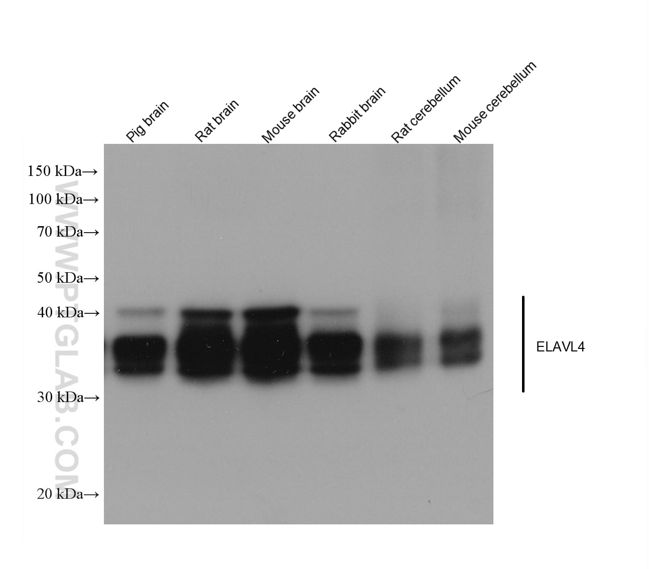 Western Blot (WB) analysis of various lysates using ELAVL4 Monoclonal antibody (67835-1-Ig)