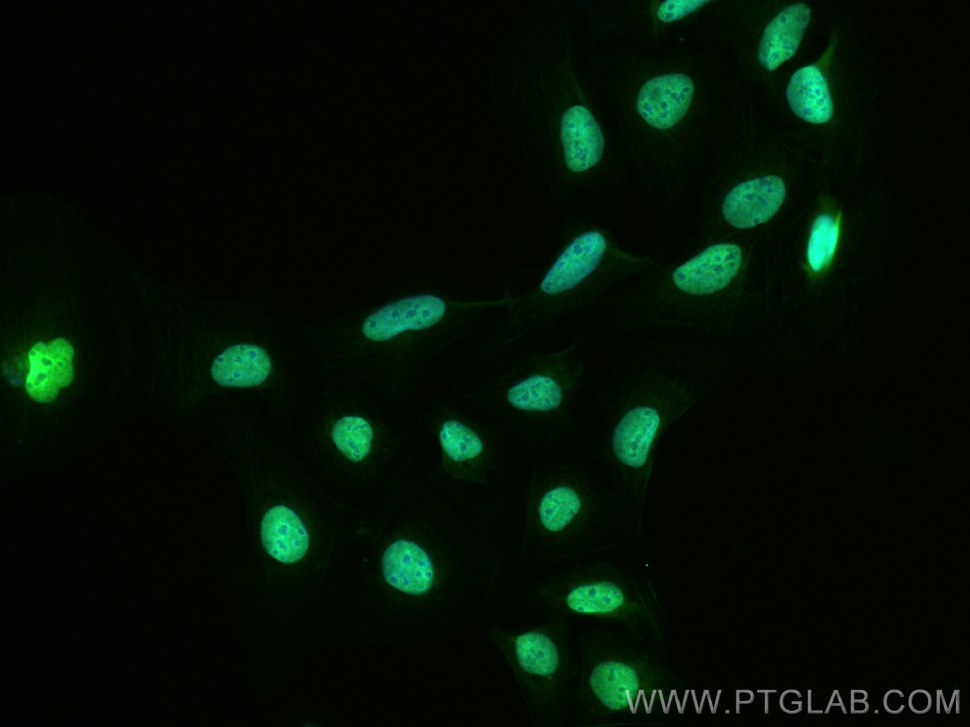 Immunofluorescence (IF) / fluorescent staining of U2OS cells using CoraLite® Plus 488-conjugated ELAVL4 Monoclonal an (CL488-67835)