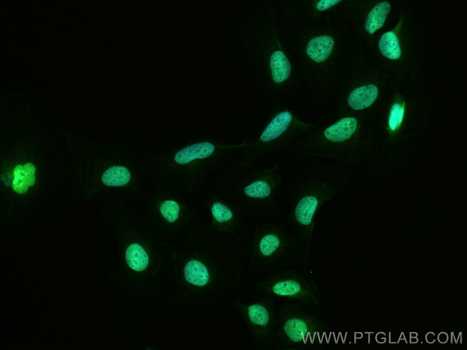 IF Staining of U2OS using CL488-67835