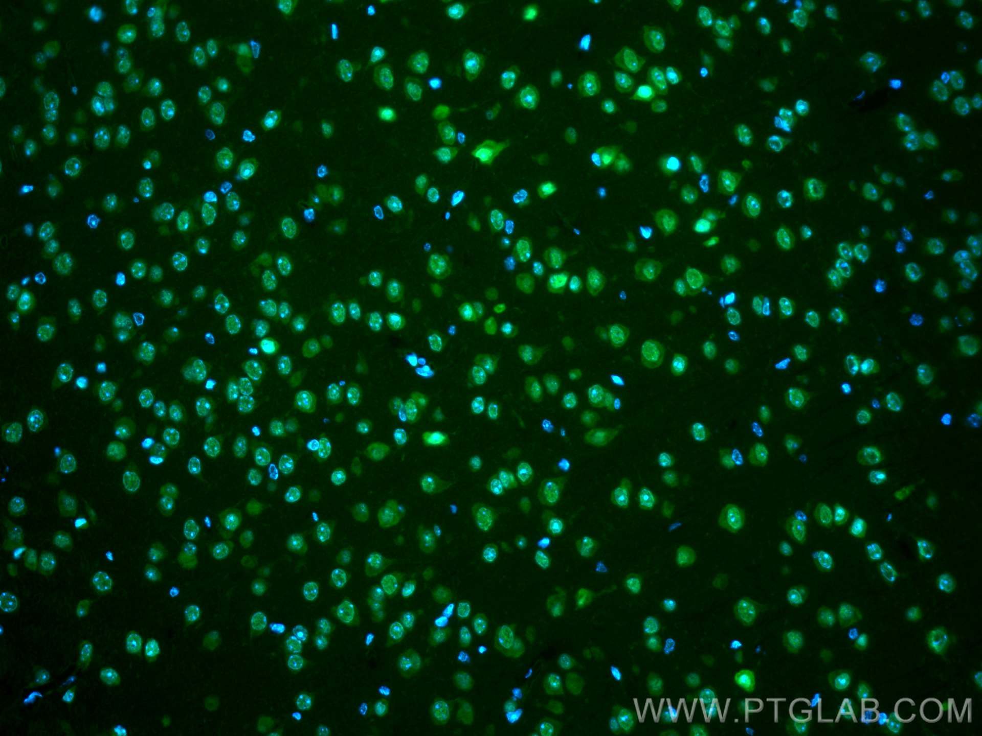 Immunofluorescence (IF) / fluorescent staining of mouse brain tissue using CoraLite® Plus 488-conjugated ELAVL4 Monoclonal an (CL488-67835)