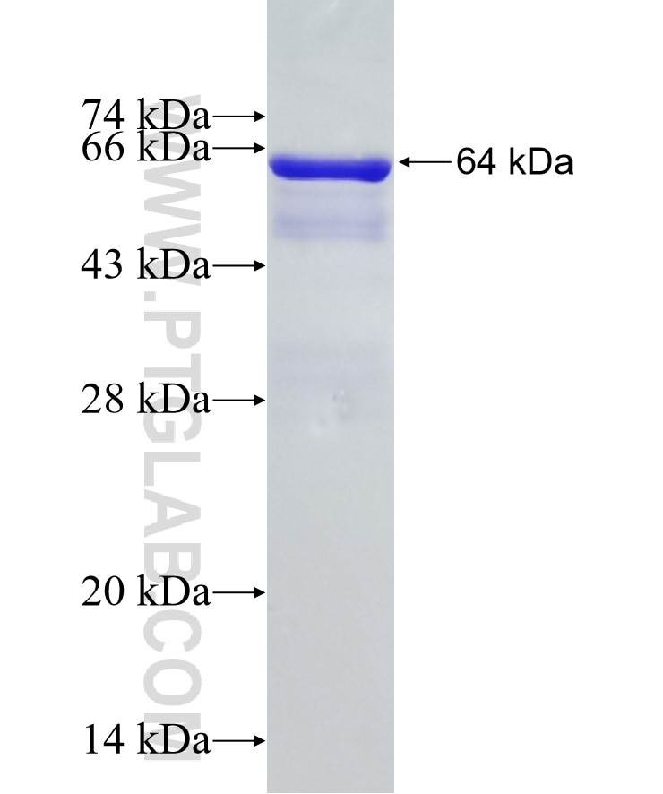 ELAVL4 fusion protein Ag3678 SDS-PAGE