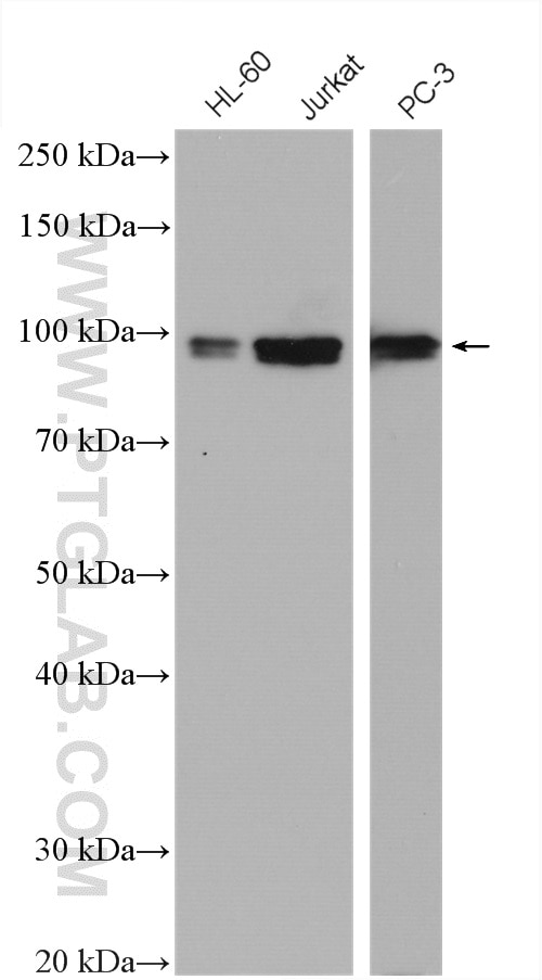 Western Blot (WB) analysis of various lysates using ELF1 Polyclonal antibody (22565-1-AP)