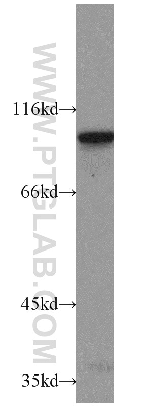 Western Blot (WB) analysis of HL-60 cells using ELF1 Polyclonal antibody (22565-1-AP)