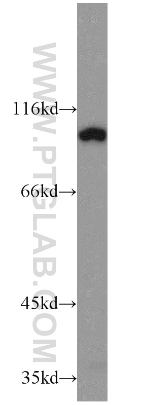 Western Blot (WB) analysis of PC-3 cells using ELF1 Polyclonal antibody (22565-1-AP)