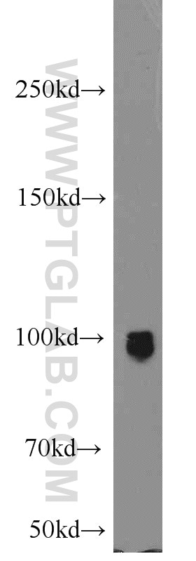 Western Blot (WB) analysis of PC-3 cells using ELF1 Polyclonal antibody (22565-1-AP)
