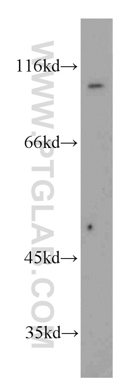 Western Blot (WB) analysis of K-562 cells using ELF1 Polyclonal antibody (55029-1-AP)