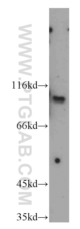 Western Blot (WB) analysis of Jurkat cells using ELF1 Polyclonal antibody (55029-1-AP)