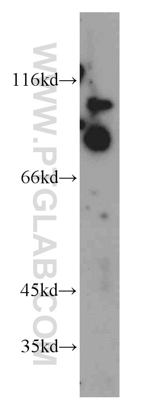 Western Blot (WB) analysis of K-562 cells using ELF1 Polyclonal antibody (55029-1-AP)