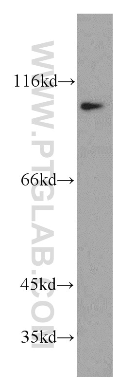 Western Blot (WB) analysis of U-937 cells using ELF1 Polyclonal antibody (55029-1-AP)