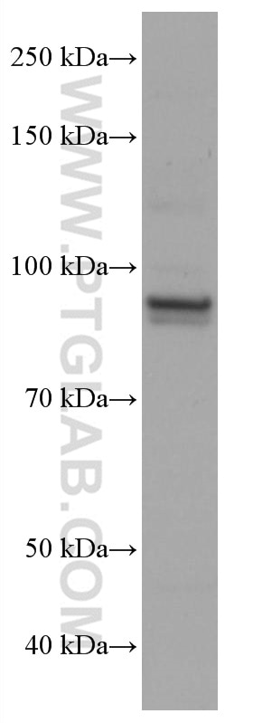 Western Blot (WB) analysis of A431 cells using ELF1 Monoclonal antibody (67138-1-Ig)