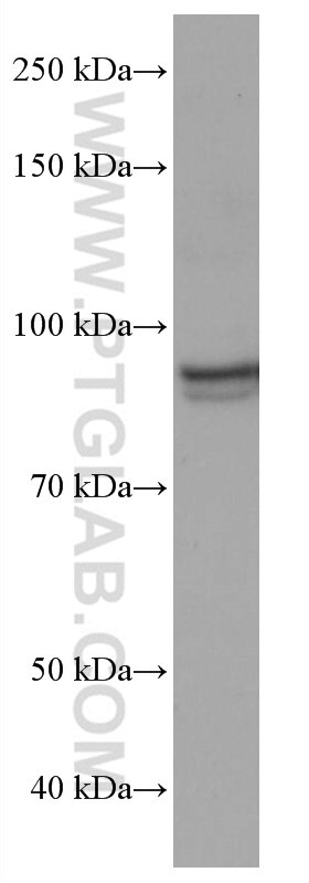 Western Blot (WB) analysis of PC-3 cells using ELF1 Monoclonal antibody (67138-1-Ig)