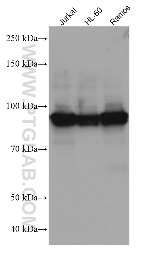 Western Blot (WB) analysis of various lysates using ELF1 Monoclonal antibody (67138-1-Ig)