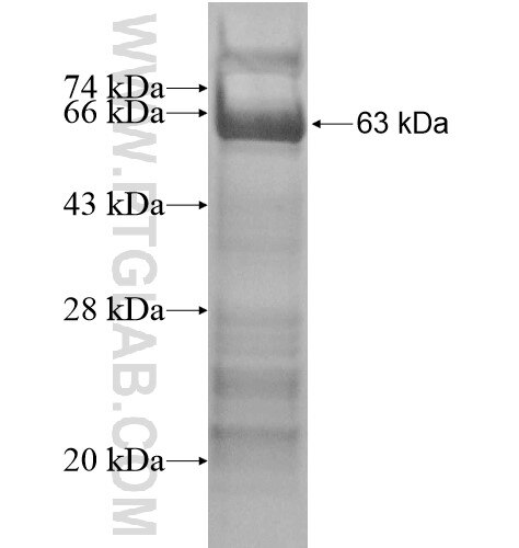 ELF1 fusion protein Ag14248 SDS-PAGE