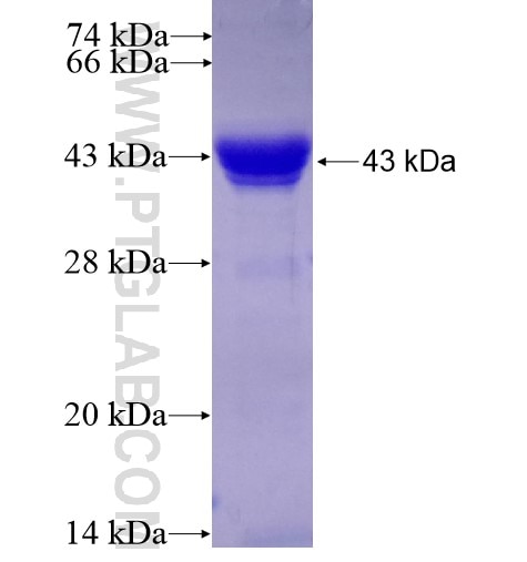 ELF1 fusion protein Ag14689 SDS-PAGE