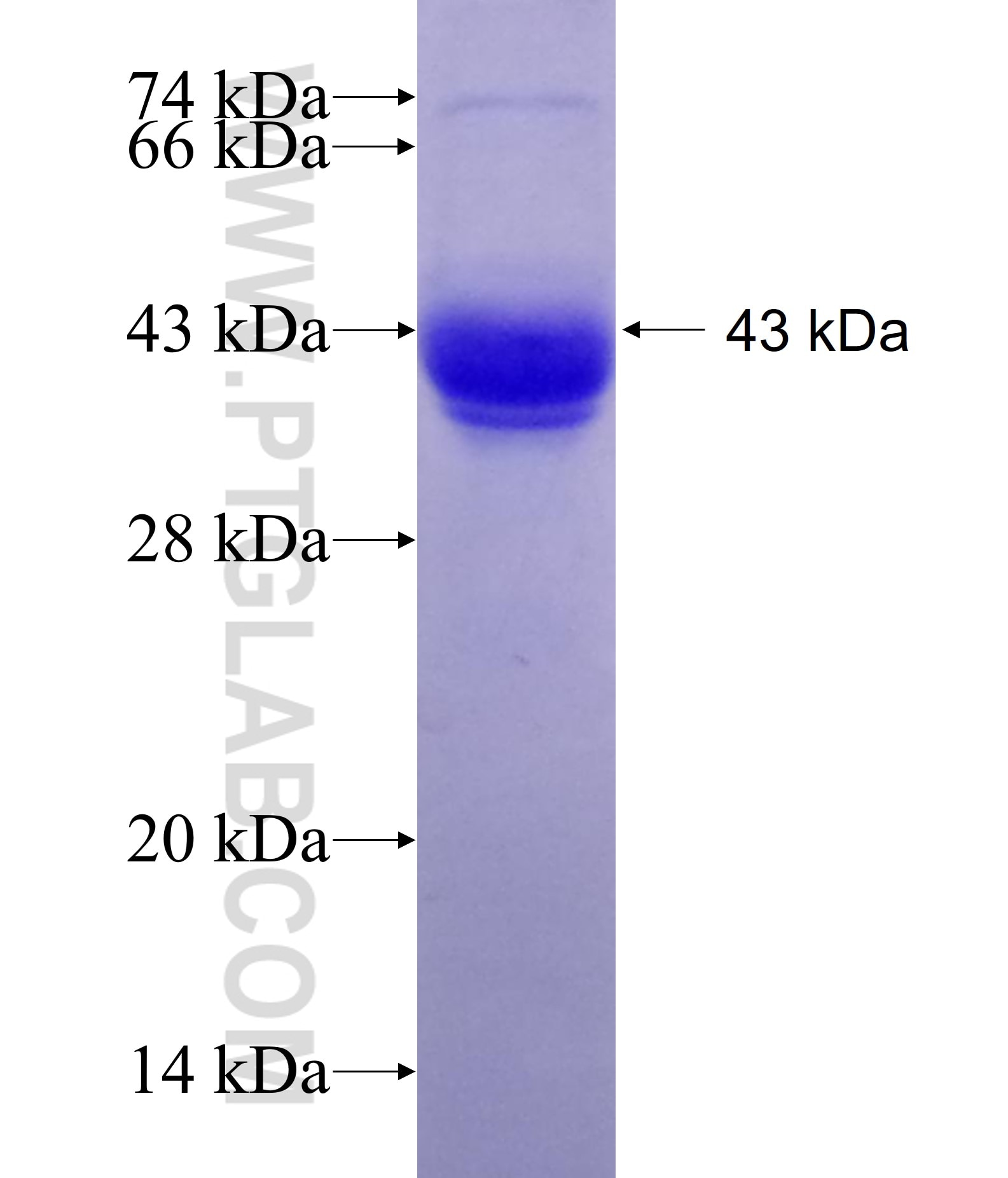 ELF1 fusion protein Ag14689 SDS-PAGE