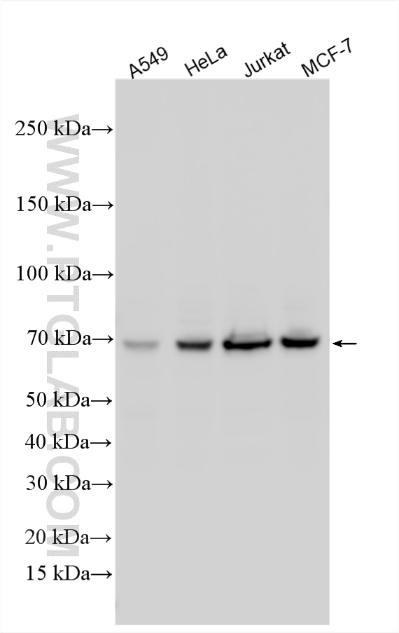 Western Blot (WB) analysis of various lysates using ELF2 Polyclonal antibody (12499-1-AP)