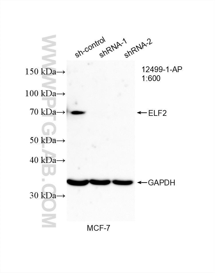 Western Blot (WB) analysis of MCF-7 cells using ELF2 Polyclonal antibody (12499-1-AP)