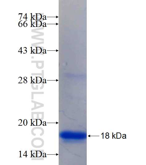 ELF3 fusion protein Ag25730 SDS-PAGE