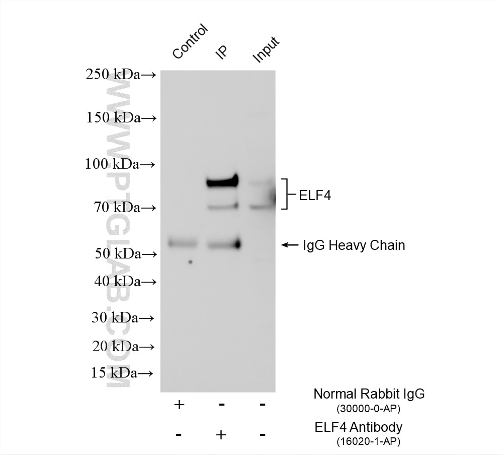 Immunoprecipitation (IP) experiment of HeLa cells using ELF4 Polyclonal antibody (16020-1-AP)