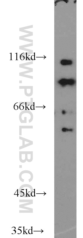 Western Blot (WB) analysis of PC-3 cells using ELF4 Polyclonal antibody (16020-1-AP)