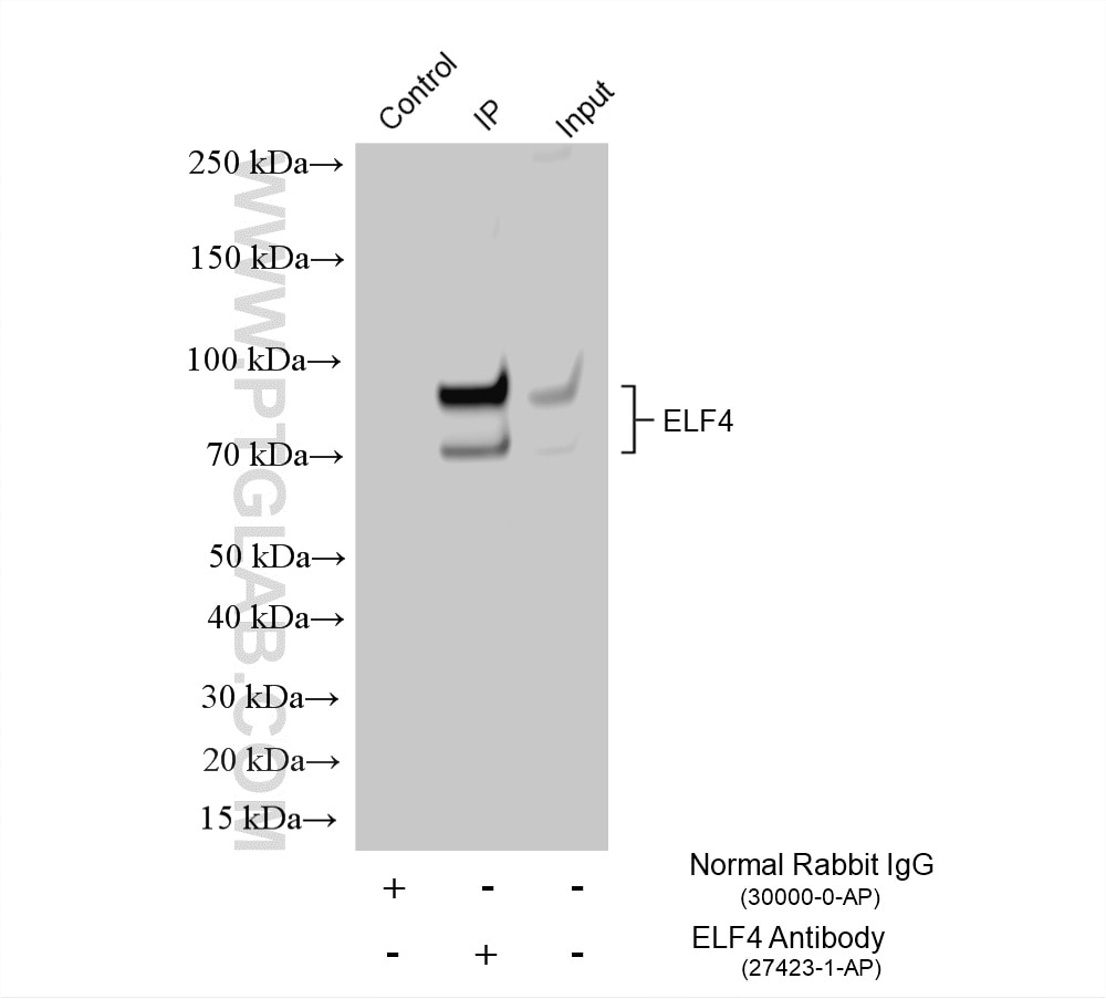Immunoprecipitation (IP) experiment of K-562 cells using ELF4 Polyclonal antibody (27423-1-AP)