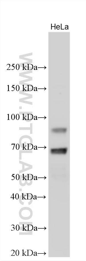 Western Blot (WB) analysis of various lysates using ELF4 Polyclonal antibody (27423-1-AP)