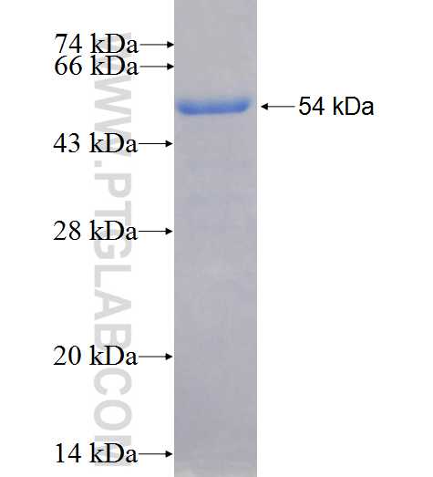 ELF4 fusion protein Ag26589 SDS-PAGE