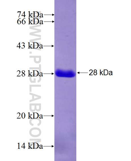 ELF4 fusion protein Ag26617 SDS-PAGE