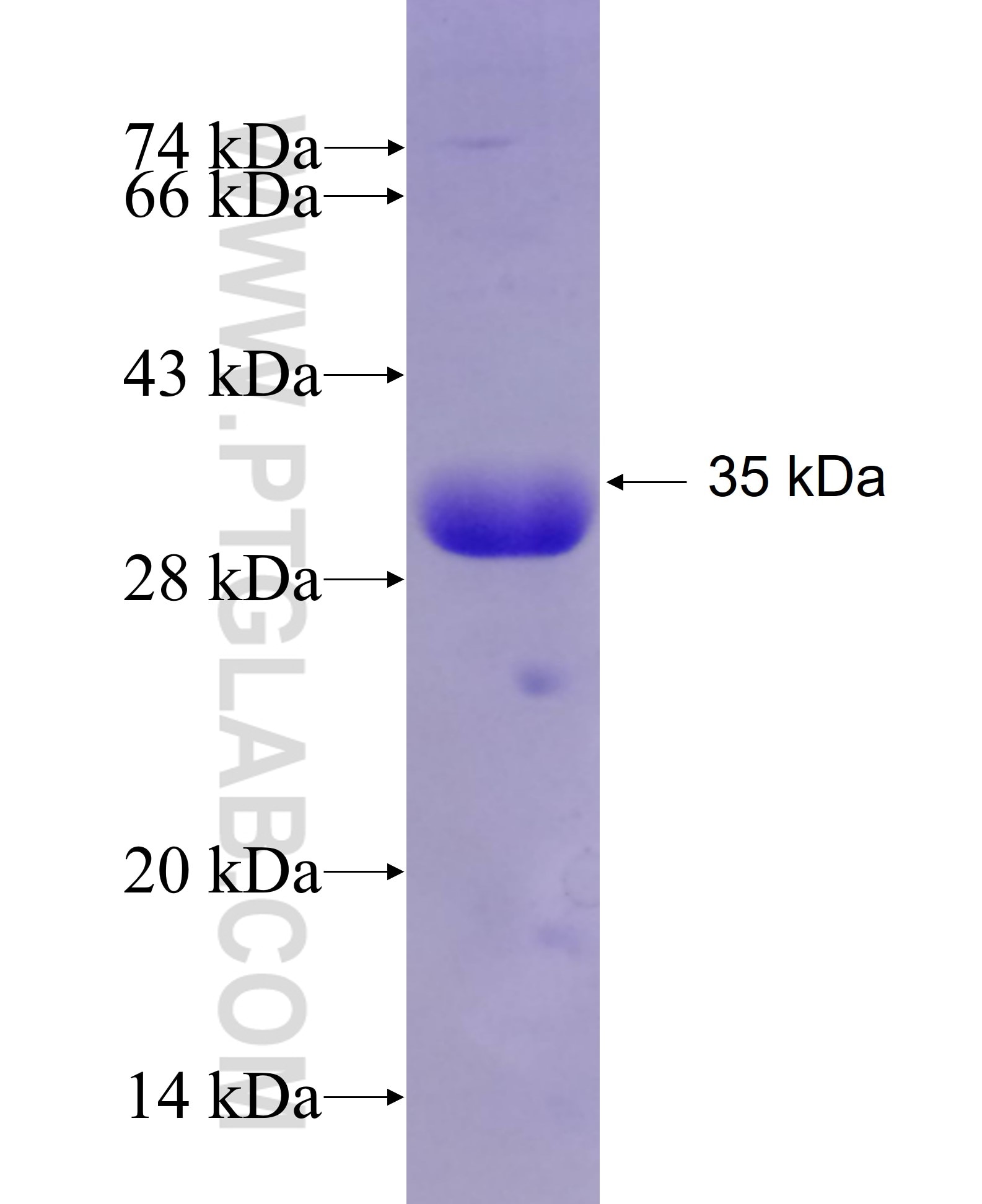 ELF4 fusion protein Ag26617 SDS-PAGE