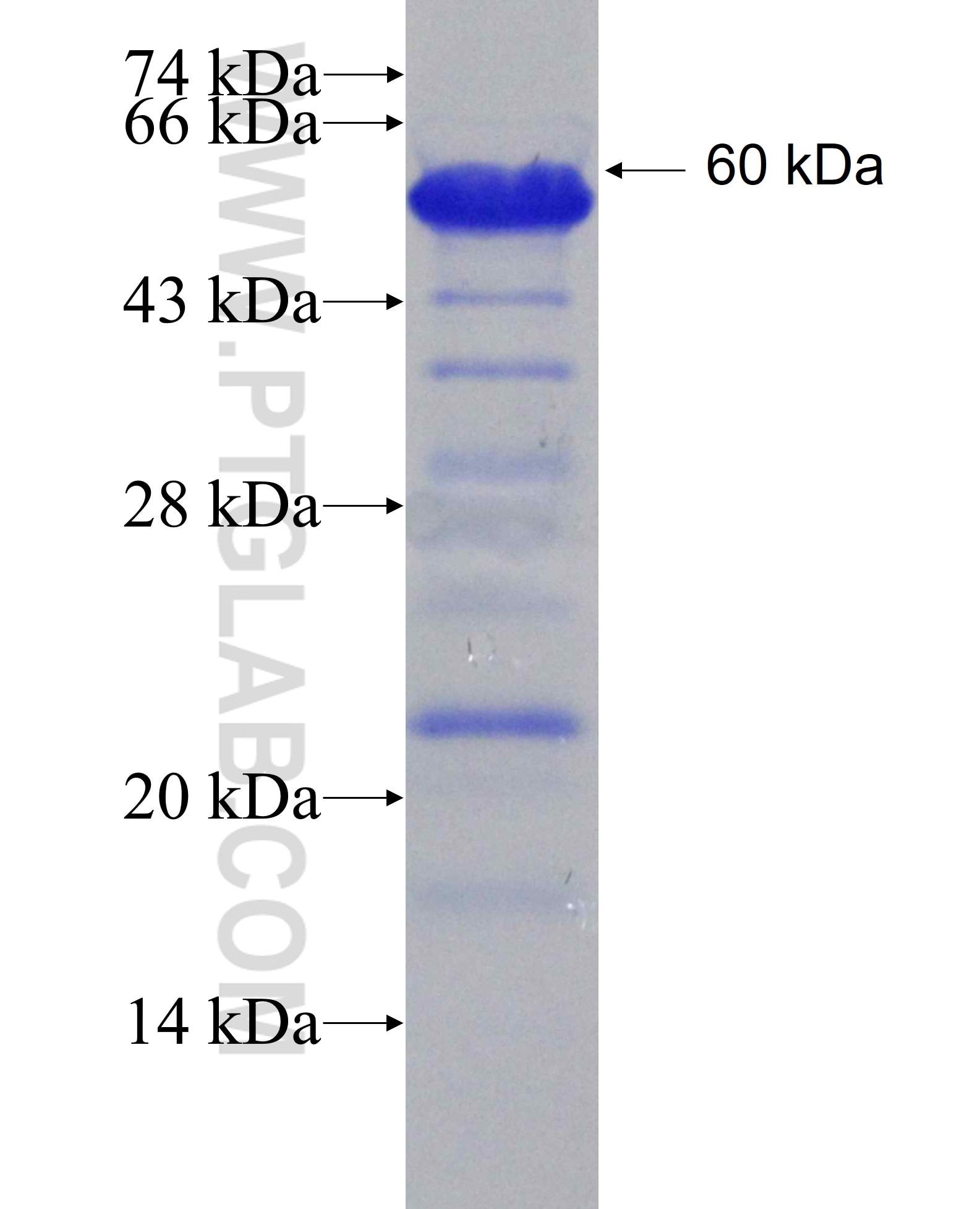 ELF4 fusion protein Ag8836 SDS-PAGE